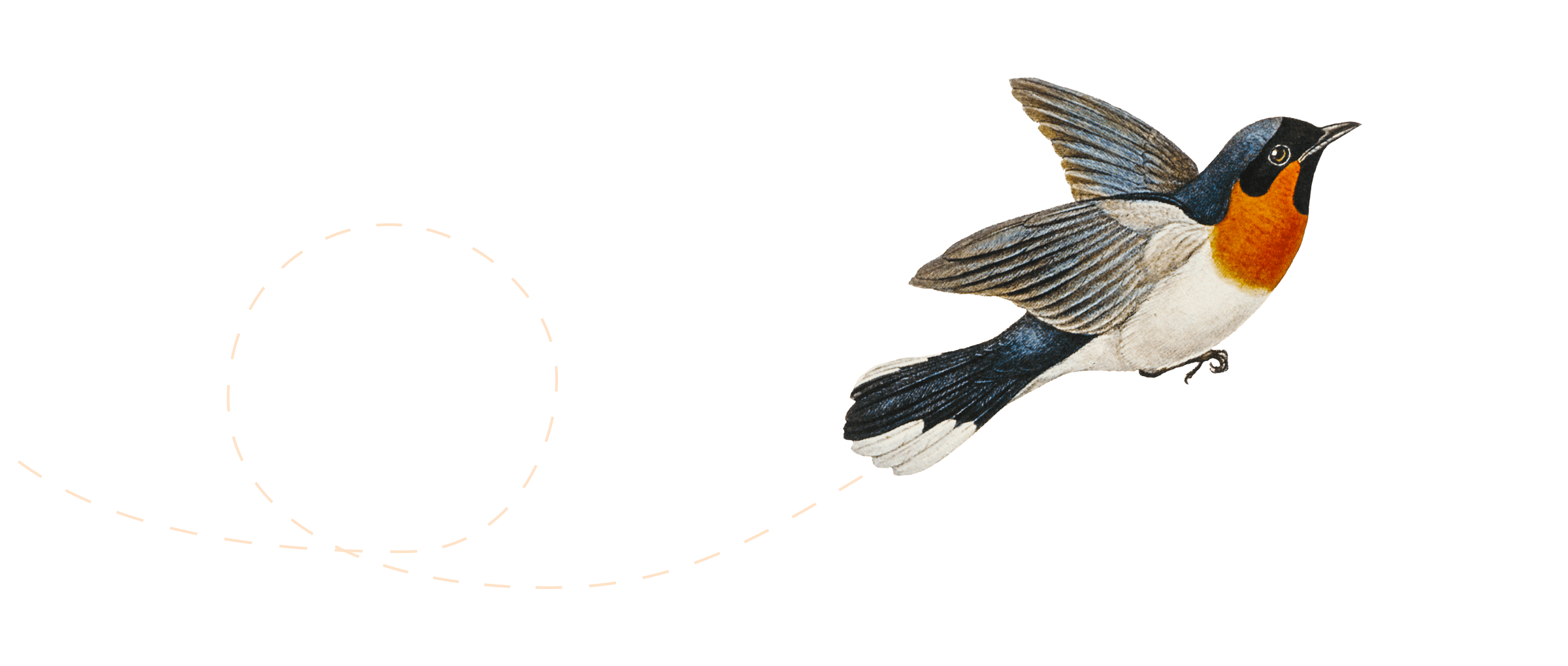 Illustration of a bird flying.